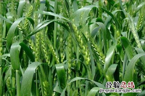 周麦28小麦品种介绍 周麦28小麦品种简介