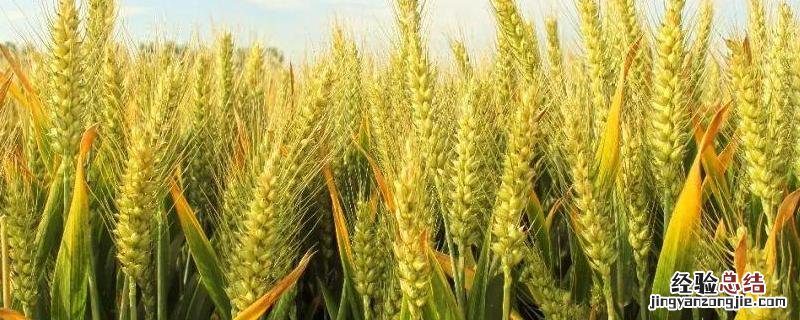 周麦28小麦品种介绍 周麦28小麦品种简介