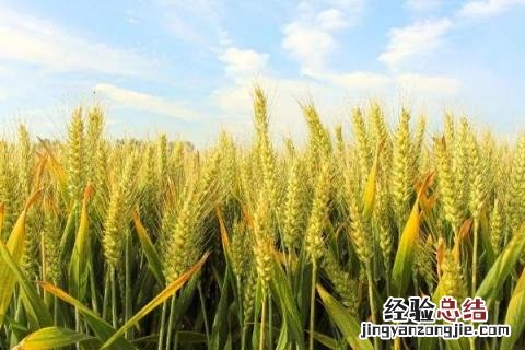 周麦28小麦品种介绍 周麦28小麦品种简介