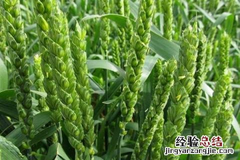 周麦30小麦品种介绍 周麦33小麦品种简介