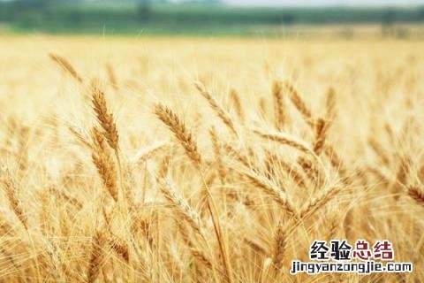 周麦30小麦品种介绍 周麦33小麦品种简介