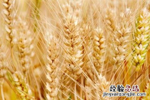 洛旱11小麦品种介绍 洛旱11小麦品种简介