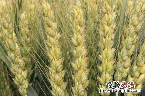 洛旱11小麦品种介绍 洛旱11小麦品种简介