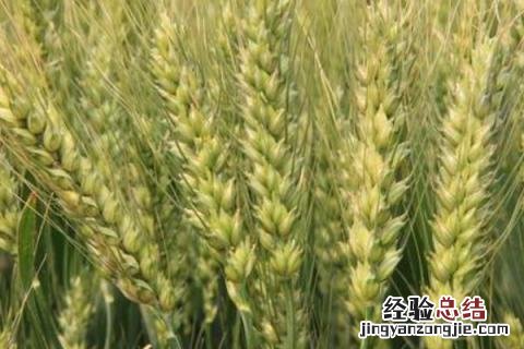 洛旱11小麦品种介绍 洛旱11小麦品种简介