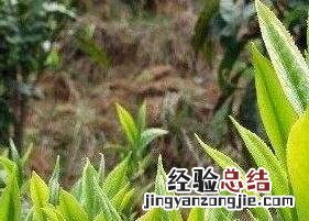 隆中茶的选购方法