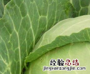 包菜怎么做好吃 紫色包菜怎么做好吃