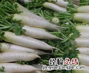 萝卜的功效与作用 萝卜的功效与作用与禁忌
