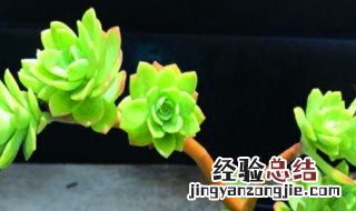 薄化妆养护 薄化妆的养殖方法和注意事项