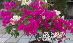 三角嫁接怎么养护 三角嫁接区烂了怎么处理