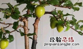 金弹子春天怎么施肥 金弹子春天养护