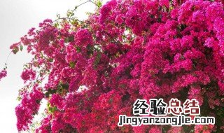 烂根三角梅移盆后怎样养护 三角梅烂根换盆用浇水吗