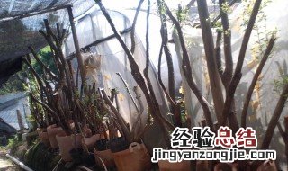 映山红盆景树桩的养护方法视频 映山红盆景树桩的养护