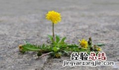 枸杞菊花决明子蒲公英茶功效 蒲公英茶功效