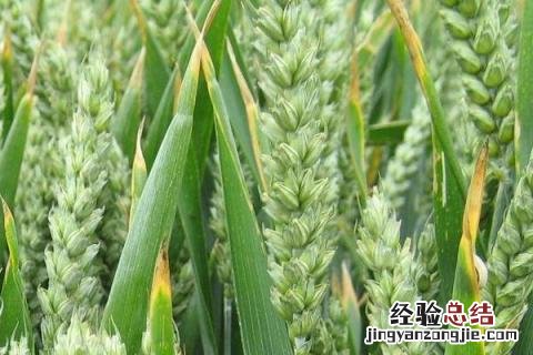 鲁研148小麦品种 鲁研148小麦品种怎么样?