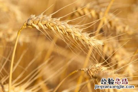 新麦36小麦品种介绍 新麦32小麦种简介