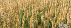 新麦36小麦品种介绍 新麦32小麦种简介