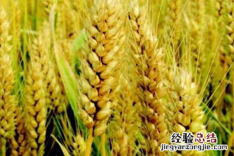 新麦36小麦品种介绍 新麦32小麦种简介
