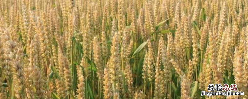 新麦36小麦品种介绍 新麦32小麦种简介