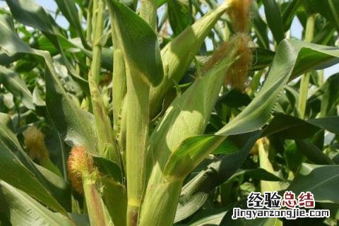 富尔116玉米品种介绍 富尔116玉米品种河南种业