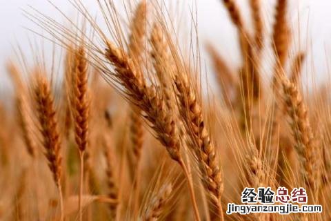 囤麦128小麦品种 囤麦128麦种简介