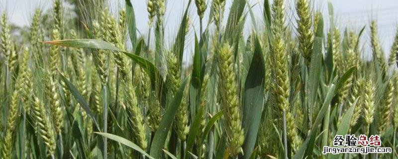 囤麦128小麦品种 囤麦128麦种简介