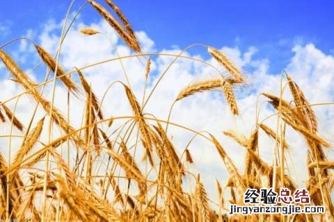 囤麦128小麦品种 囤麦128麦种简介