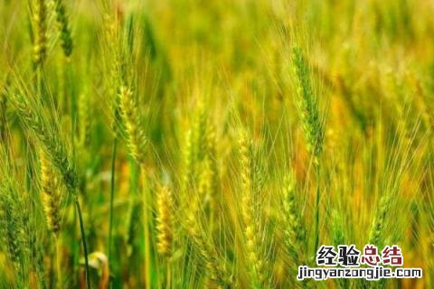 囤麦128小麦品种 囤麦128麦种简介