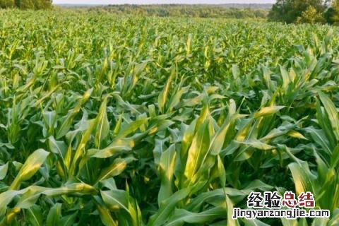 机玉12玉米品种 农玉16玉米品种介绍
