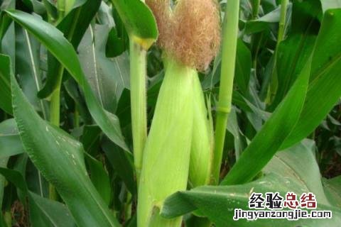 机玉12玉米品种 农玉16玉米品种介绍