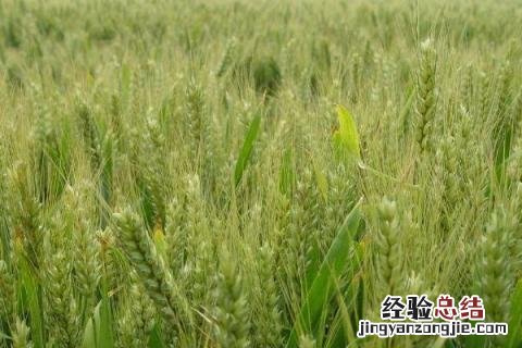 联邦2号小麦品种介绍 22小麦品种介绍