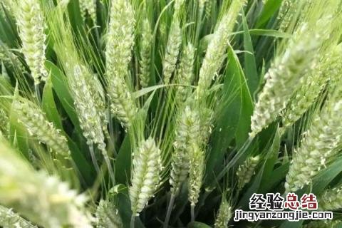 联邦2号小麦品种介绍 22小麦品种介绍