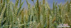 联邦2号小麦品种介绍 22小麦品种介绍