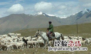 梦见放羊是什么意思 梦见放羊是什么意思,好不好,代表什么