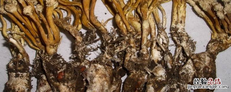干金蝉花食用前怎么清洗 新鲜金蝉花怎么清洗
