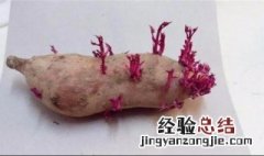 发芽红薯能吃吗 发芽红薯能吃吗有毒吗