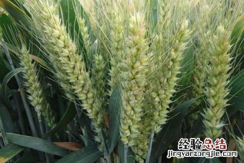 中育1123小麦品种 中育1123小麦品种图片
