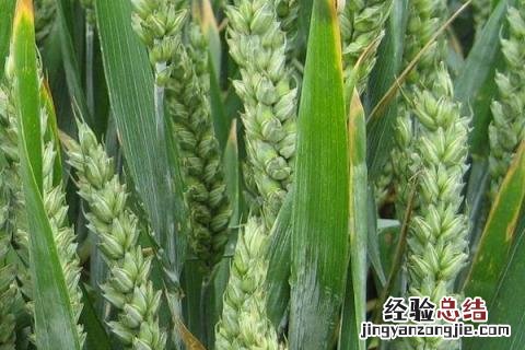 中育1123小麦品种 中育1123小麦品种图片