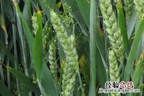 中育1123小麦品种 中育1123小麦品种图片