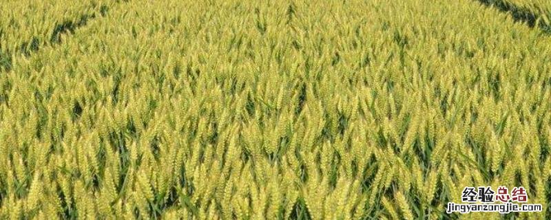 中育1123小麦品种 中育1123小麦品种图片