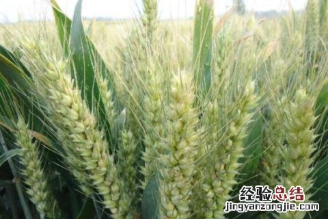 偃高21小麦品种 偃高21小麦怎么样