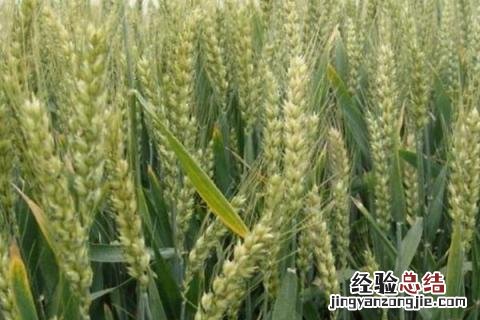 偃高21小麦品种 偃高21小麦怎么样