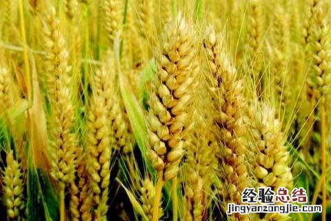 偃高21小麦品种 偃高21小麦怎么样