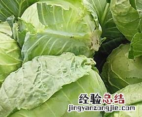 卷心菜的营养价值 紫色卷心菜的营养价值