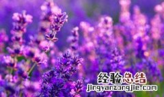 薰衣草的传说 薰衣草的传说和花语