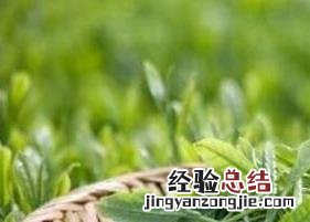 毛尖是哪里的名茶 双桥毛尖是什么茶