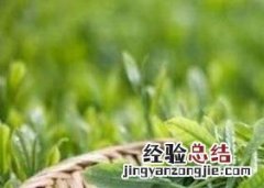 毛尖是哪里的名茶 双桥毛尖是什么茶
