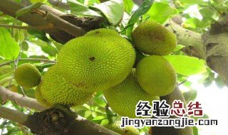 菠萝蜜那些人不能吃 菠萝蜜哪些人不能吃?