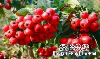 山楂是刮油的吗 为什么说山楂是刮油的