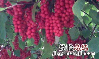 五味子泡水喝竟有6个害处 五味子泡水喝的功效