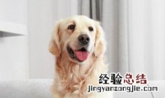 从哪几个方面可以看出拉布拉多品相 从哪几个方面可以看出拉布拉多品相不好